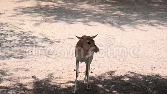 可爱的棕色小鹿幼崽站着在野外寻找食物白天的坚实地面视频的预览图