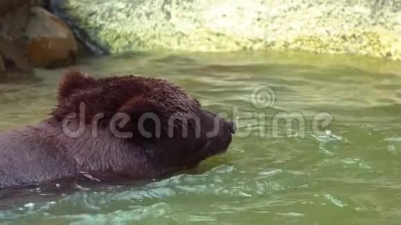 布朗熊在河中洗澡以恢复活力的缓慢运动成人UrusArctos视频的预览图