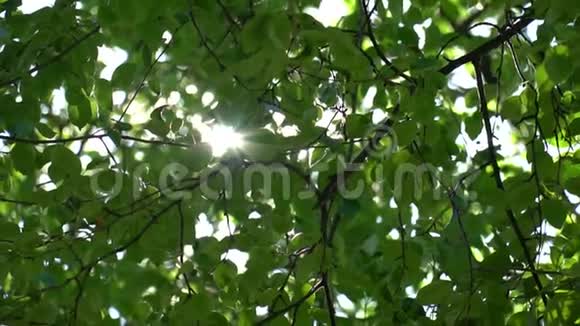 明亮的阳光透过苹果树的绿叶在树的檐下缓慢移动视频的预览图