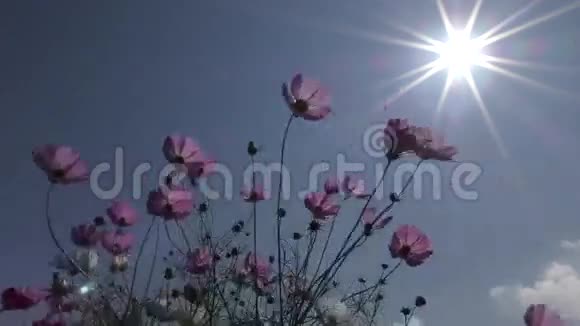 宇宙之花与太阳视频的预览图