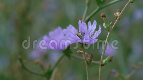 麦科蜜蜂在草甸的蓝花上栖息采撷嫩芽视频的预览图