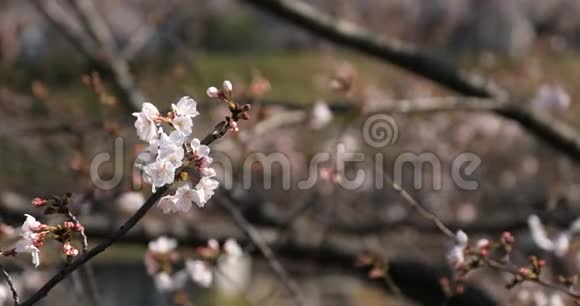 东京公园的樱花和蜜蜂视频的预览图