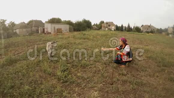 一个穿着乌克兰传统民族服装的女孩在田野里向一只灰色山羊提供一个苹果视频的预览图