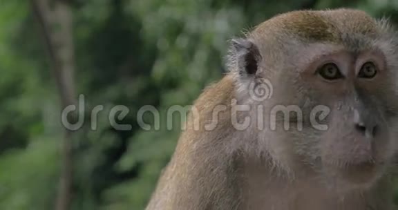 雨下的猴子视频的预览图