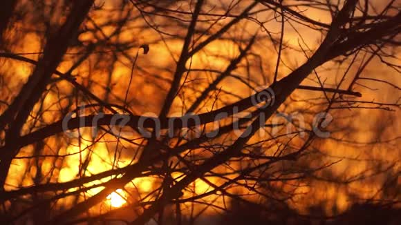 日落时的光秃秃的树枝视频的预览图