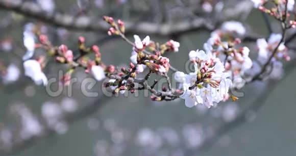 东京公园的樱花和蜜蜂视频的预览图
