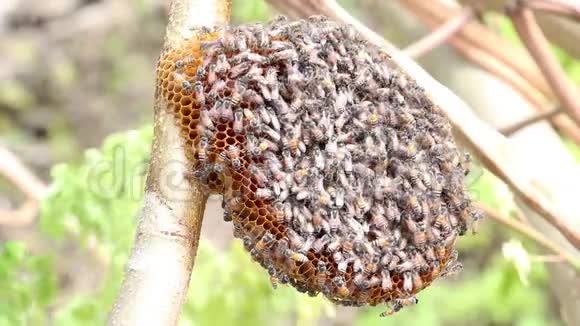 蜂窝和蜜蜂或阿皮斯小花在莫林加树和模糊的绿叶背景视频的预览图