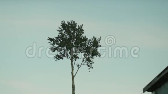 一大群鸟儿从一棵孤独的树上缓慢地起飞视频的预览图