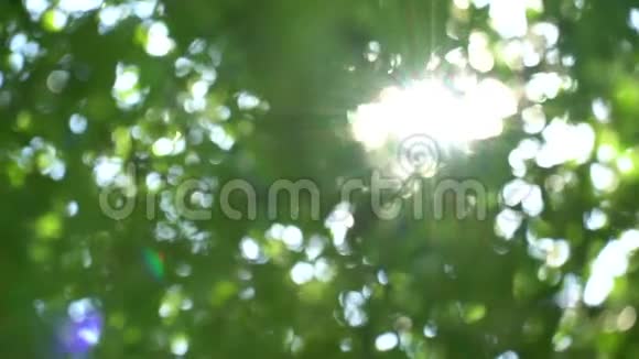 明亮的阳光透过绿色的树叶在树冠上慢动作美丽的大闪光和眩光视频的预览图