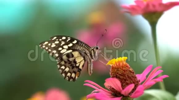 蝴蝶吃花蜜视频的预览图