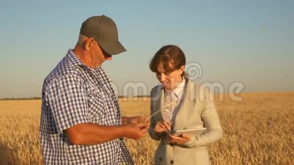 有平板电脑的商业女性和麦田里的农民团队合作农夫手里拿着一粒小麦一家企业视频的预览图