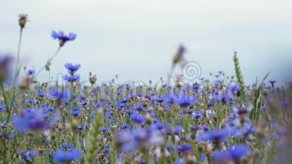 蜜蜂飞过蓝色草地上的花野花在夏日的花田里没有人近在身上地视频的预览图