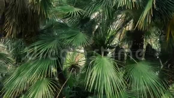 阳光明媚的一天在温暖的南方太阳阳光穿过棕榈树的叶子棕榈叶特写视频的预览图