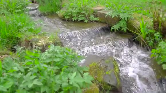 春暖花开溪水在草木之间缓缓流动视频的预览图