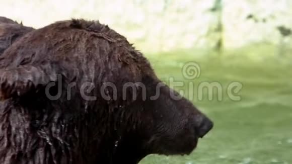 布朗熊在河中洗澡以恢复活力的缓慢运动成人UrusArctos视频的预览图