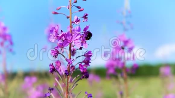 蜜蜂收集紫色花上的花粉视频的预览图