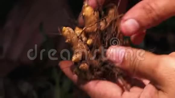 从姜黄种植园清除的叶子视频的预览图