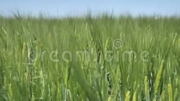 有机绿小麦大穗在除草剂和化肥处理前的背景为一个大的视频的预览图