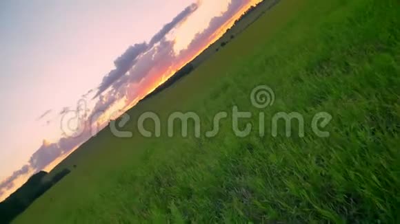 美丽的粉红色日落在小麦或黑麦地上方移动的画面令人惊叹的不可思议的自然视频的预览图