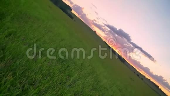 在小麦或黑麦地上空粉红色的天空和云彩上有不同角度的美丽日落的移动镜头视频的预览图