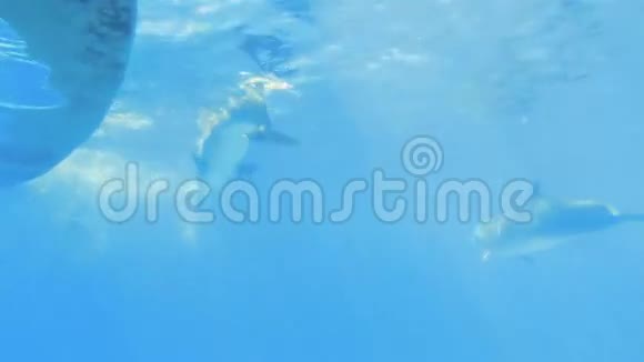 海豚浅滩视频的预览图