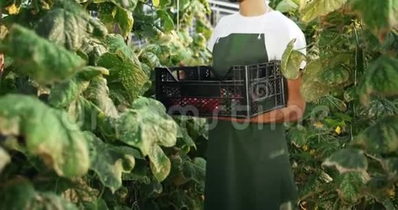 人在温室收获蔬菜视频的预览图