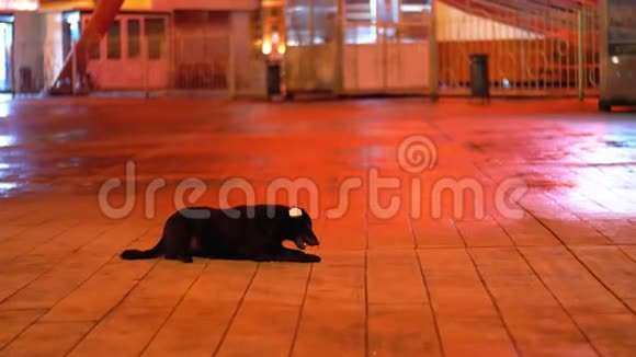 晚上在游乐园吃食物的黑流浪狗视频的预览图