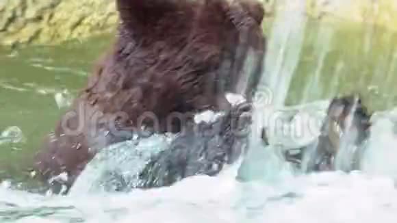关闭布朗熊洗澡在瀑布以刷新成人UrusArctos视频的预览图