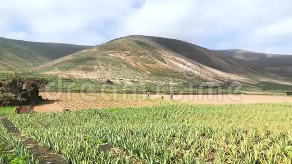 位于西班牙加那利群岛兰萨罗特岛该岛北部的芦荟种植场有职业农民视频的预览图