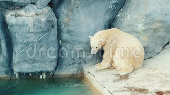 北极熊洗脸视频的预览图