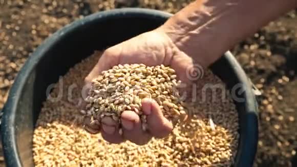 粮食在农夫的手中人们手从一个桶里捡麦子手往另一边倒视频的预览图