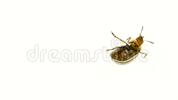科罗拉多甲虫爪子在白色背景的顶部旋转慢动作视频的预览图