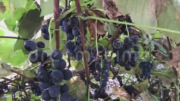 成熟的蓝色葡萄串挂在藤蔓上视频的预览图