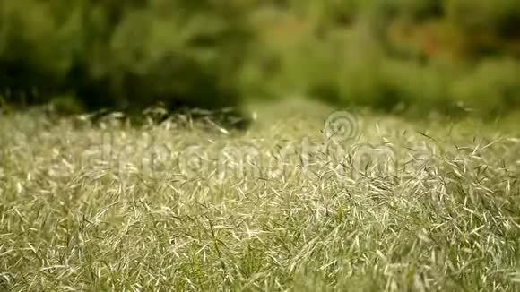 春天的景色盛开的普通的野燕麦视频的预览图