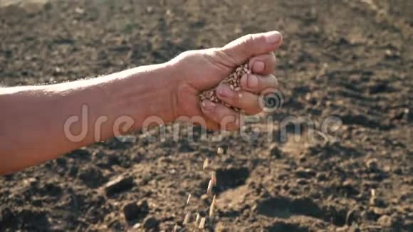 一个人手拉着一颗落在地上的谷物土地背景下农民手中的粮食视频的预览图