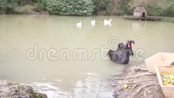 一个人工池塘有黑天鹅和鹅水上有房子4k慢动作视频的预览图