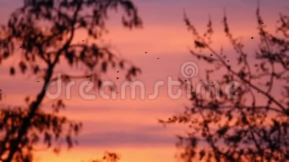 一群鸟在红日落的天空中飞翔视频的预览图