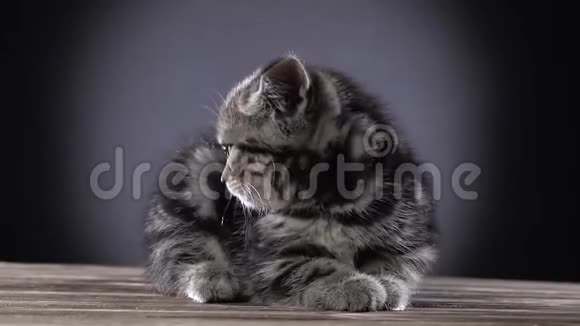 苏格兰小猫坐直看着什么黑色背景慢动作视频的预览图