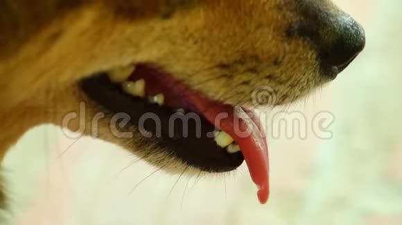 狗在热合的舌头上喘着气视频的预览图