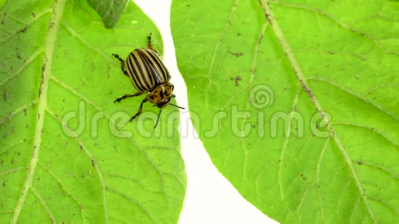 科罗拉多甲虫在白色背景的俯视图中吃马铃薯的茎视频的预览图