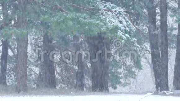 冬天降雪时的松林冬季仙女森林视频的预览图