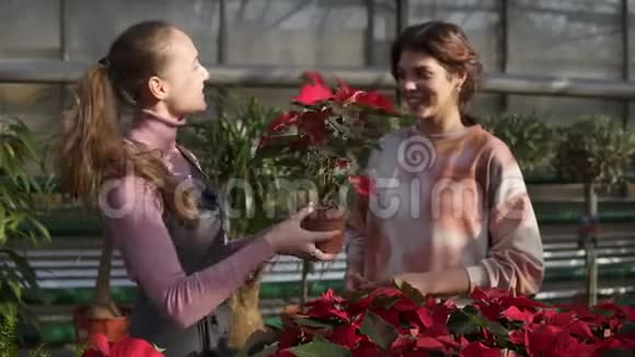 年轻微笑的女花店穿着围裙向女顾客展示带有红色一品红的花盆年轻女子拿着这个视频的预览图
