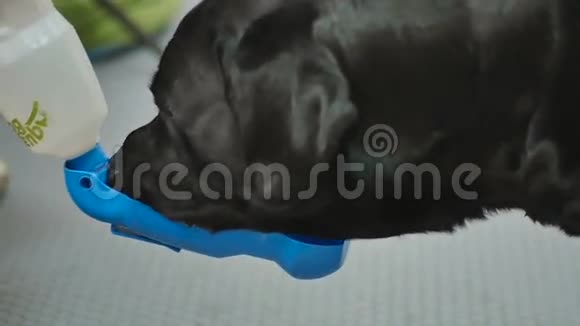 狗喝碗里的水视频的预览图
