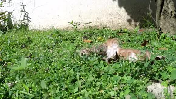 2只小猫在户外草地上挨饿被猫妈妈遗弃视频的预览图