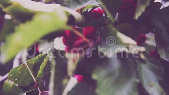 公园里有红色浆果的灌木视频的预览图