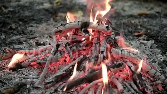 森林里的篝火很近视频的预览图