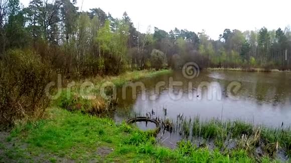 沼地保护区的小湖视频的预览图