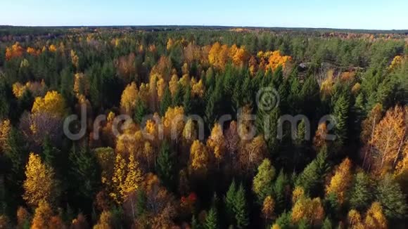 秋天在瑞典的森林视频的预览图