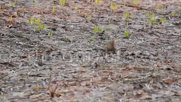 欧洲绿色啄木鸟Picusviridis早春在地面寻找食物视频的预览图