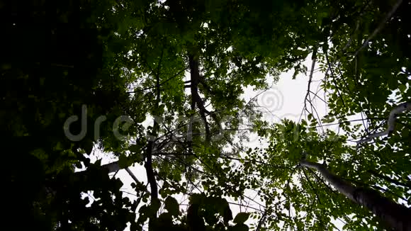 低角度的森林和蓝天与风吹来林地树和绿叶迎风流动的向上视点视频的预览图